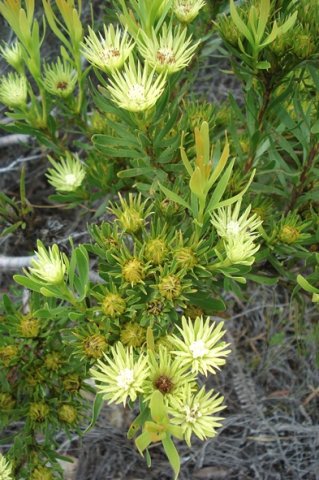 Aulax umbellata many female flowerheads